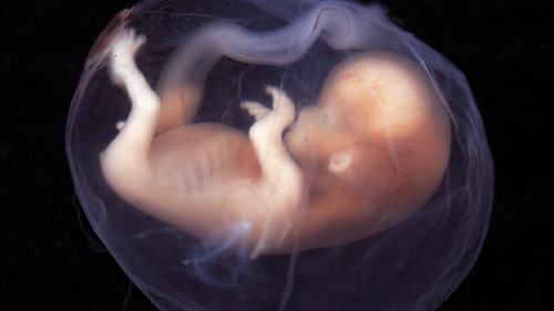 ¿Te gustaría saber el CI de tu futuro hijo? Un estudio de Oxford responde