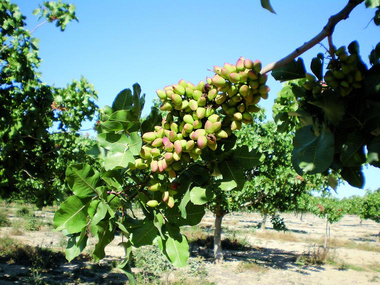 La explosión del pistacho en Andalucía: por qué es tan atractivo