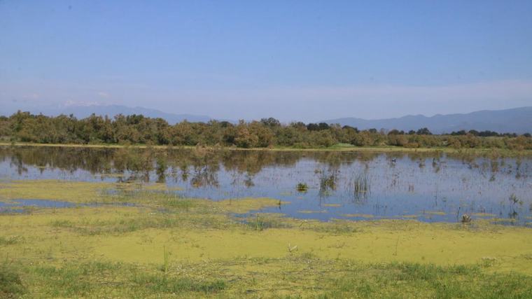 Récord de garzas imperiales en los Aiguamolls de l'Empordà