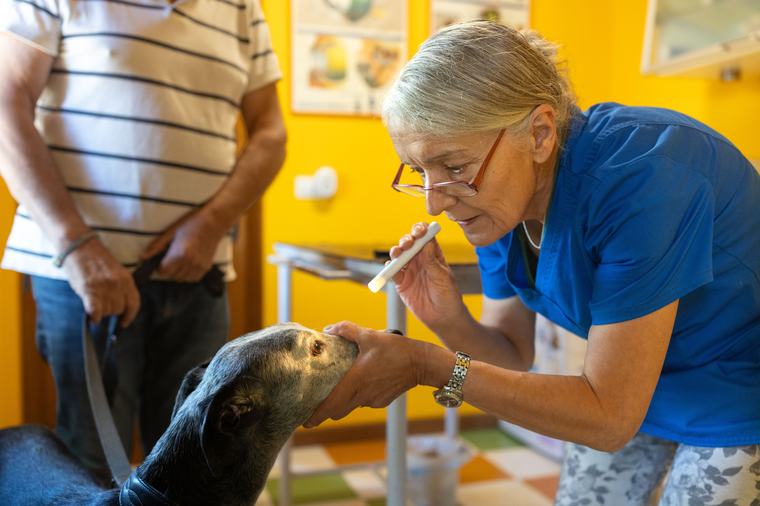 ‘Pitingo’ y ‘Nika’, las últimas consultas de una veterinaria rural con negocio pero sin relevo: “Tengo 500 clientes, da para ampliarlo”
