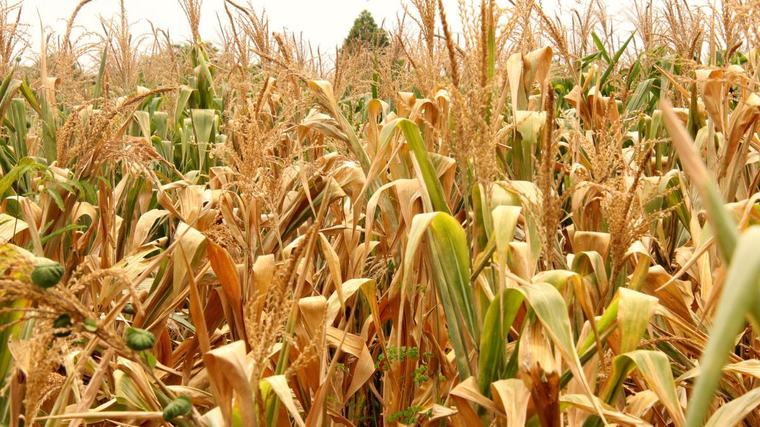 Los precios mundiales de los alimentos se encarecen al máximo en tres años