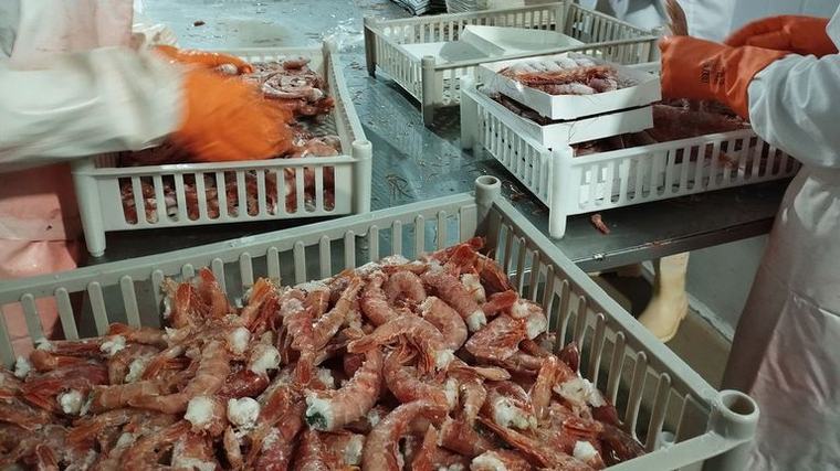 La ciencia propone cerrar la pesquería de langostino en Argentina
