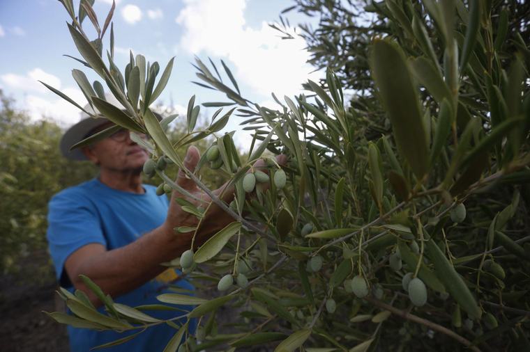 El alto aforo de aceituna de mesa de Interaceituna solivianta a las organizaciones agrarias