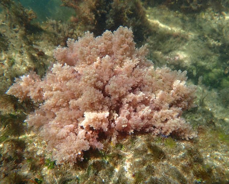 'Asparagopsis taxiformis': el alga invasora tropical que ya ha llegado a Galicia y amenaza con colonizar sus fondos marinos