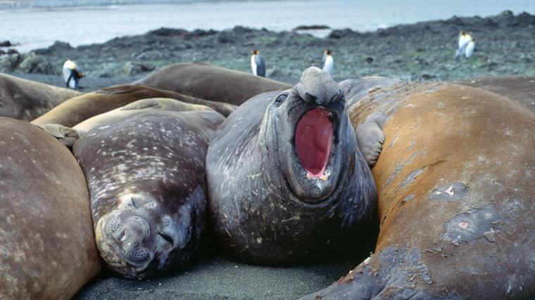 La gripe aviar amenaza una remota isla australiana y obliga a retirar a sus científicos