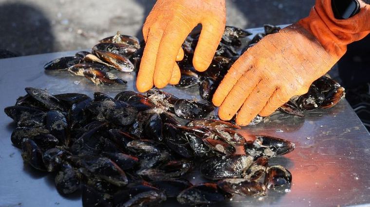 La mitad del mejillón gallego que sale de las bateas es de «pequeno tamaño»
