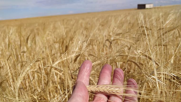 APAG Extremadura ASAJA convoca movilizaciones ante la Junta por la crisis del cereal