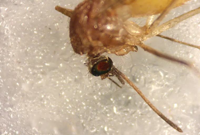 Segunda persona fallecida por la fiebre del Nilo Occidental en Extremadura