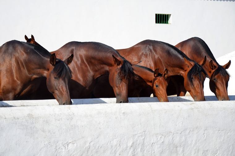 El negocio del caballo salta por encima de los 7.400 millones