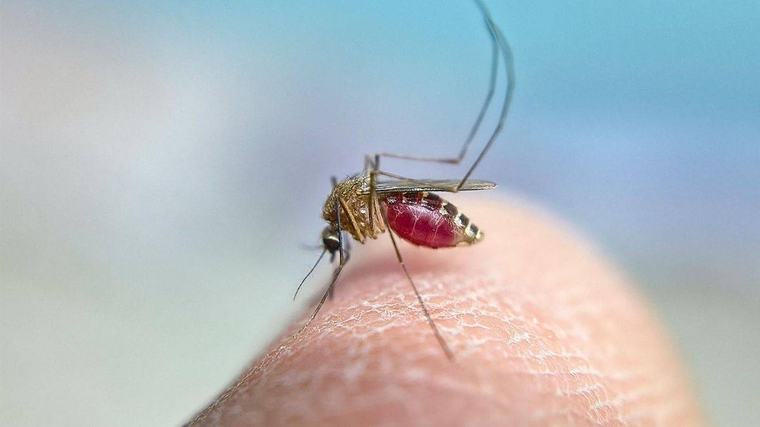 extremadura | Extremadura detecta dos nuevos casos de fiebre del Nilo Occidental y alcanza los 29 en 2026