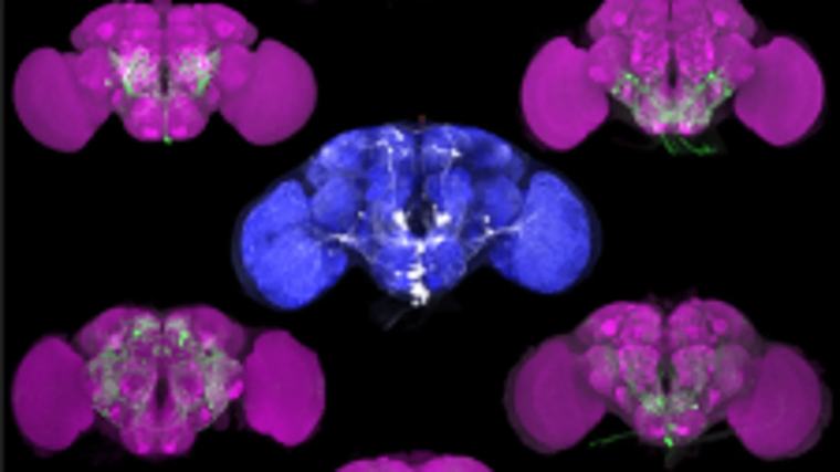 Descubren cómo estudiar un cerebro casi neurona a neurona