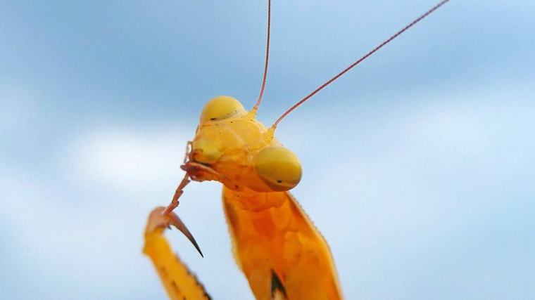 La expresión de la mantis religiosa amarilla gigante