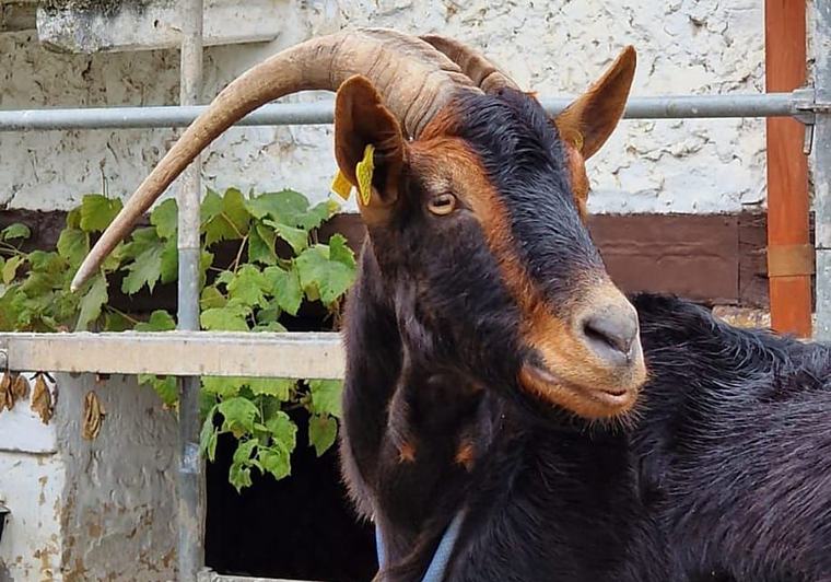 Roban una cabra al vecino de Ribamontán al Monte al que ya le quitaron cinco ovejas