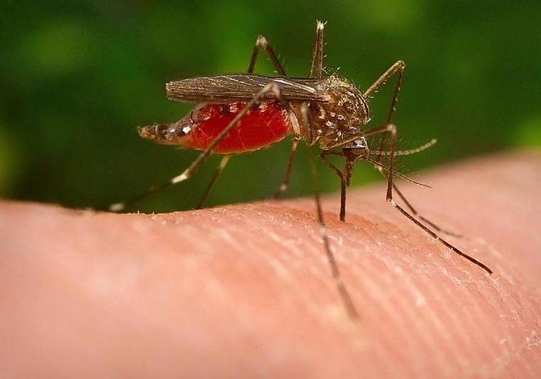 El número de positivos por virus del Nilo en Extremadura supera ya al del año pasado