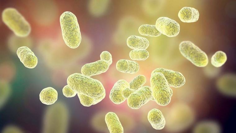 pacientes | La microbiota intestinal, el nexo común detrás de enfermedades como la esclerosis múltiple, la artritis y las alergias