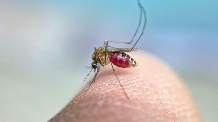 El Gobierno andaluz declara Huelva capital como área en alerta tras detectar mosquitos portadores del virus del Nilo
