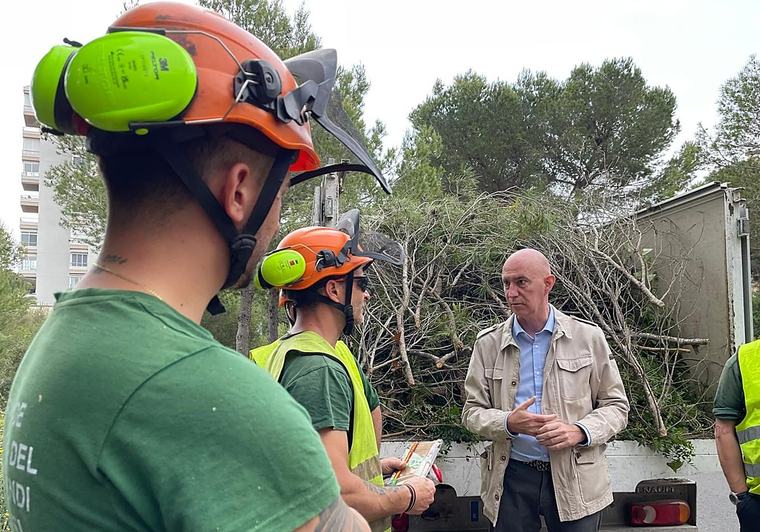 El Ayuntamiento de Valencia defiende el incremento de la poda preventiva junto a edificios en la Devesa