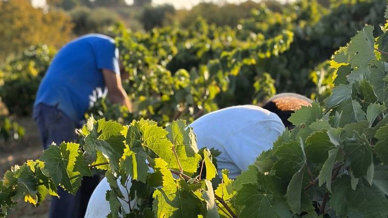 El Condado de Huelva encara una vendimia "de gran calidad" de hasta 19 millones de kilos