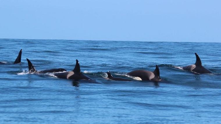 Multa de hasta dos millones a un yate español acusado de disparar a una orca
