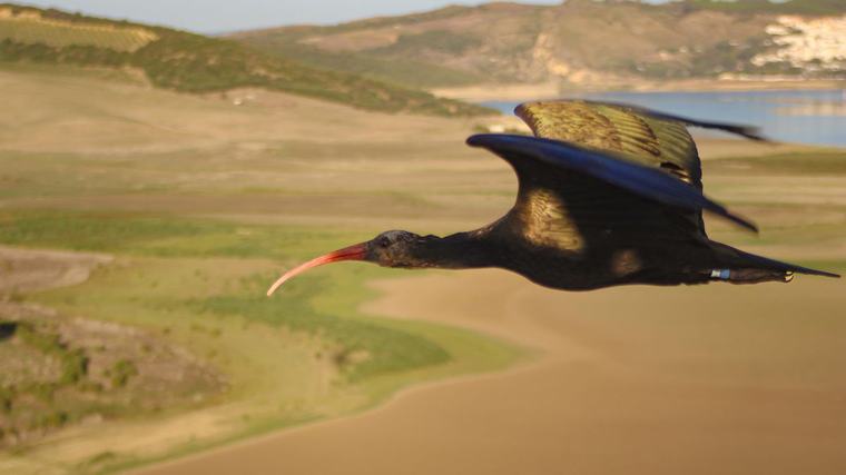 Barra libre para matar ibis: Italia pone en peligro la recuperación de una de las aves más amenazadas de Europa