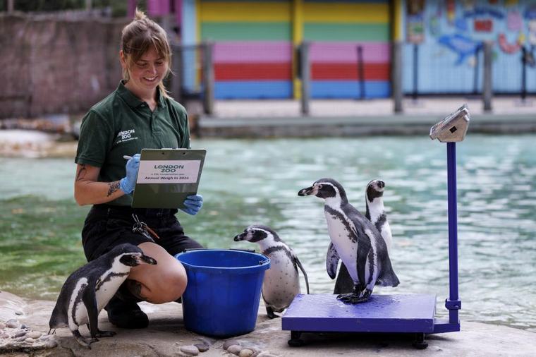 Emergencia por gripe aviar en Australia: comienza el plan de vacunación para 5.000 pingüinos azules