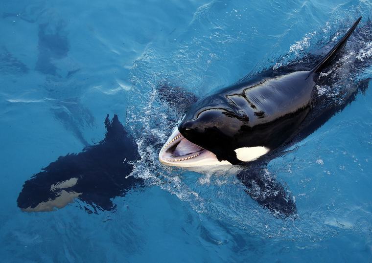 Las dos orcas y los cuatro delfines de Marineland serán transportados a España "en breve"